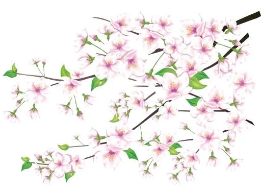 樱花 PNG免抠(3013x2202)