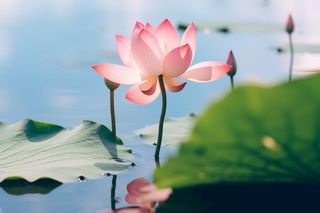 清新粉色荷花荷叶图