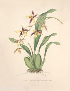 手绘复古兰花花卉插画