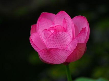 独自绽放的荷花图片素材 独自绽放的荷花图片素材