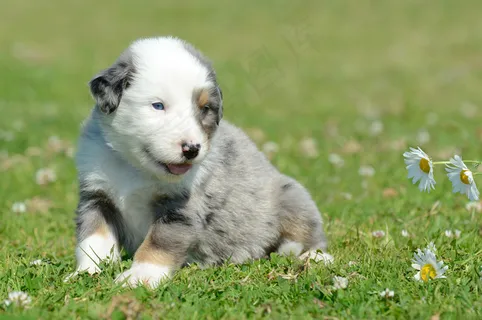 可爱小狗狗图片