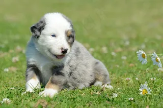 可爱小狗狗图片