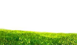 庄稼地里盛开的油菜花免抠图片素材