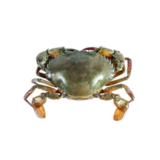 螃蟹(5)海鲜超市商品红酒白底图免抠实物摄影png格式图片透明底