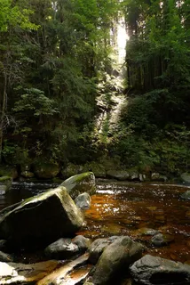 秀美山水森林小溪石头 秀美山水森林小溪石头