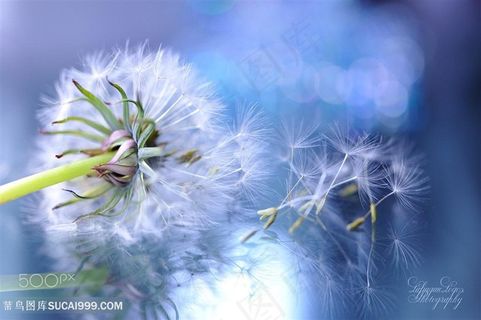 唯美蒲公英鲜花图片