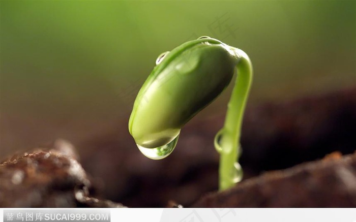 含着露珠的嫩芽图片素材
