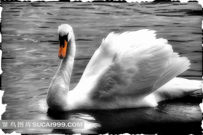 水里的鹅高清装饰画设计素材