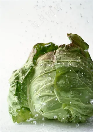新鲜包菜蔬菜高清素材