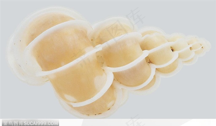 精美贝壳-黄白镶嵌的海螺