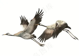 飞翔的仙鹤彩绘素材