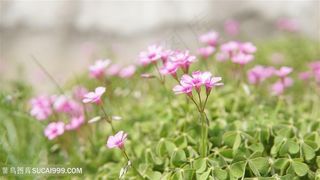 粉色酢浆草花