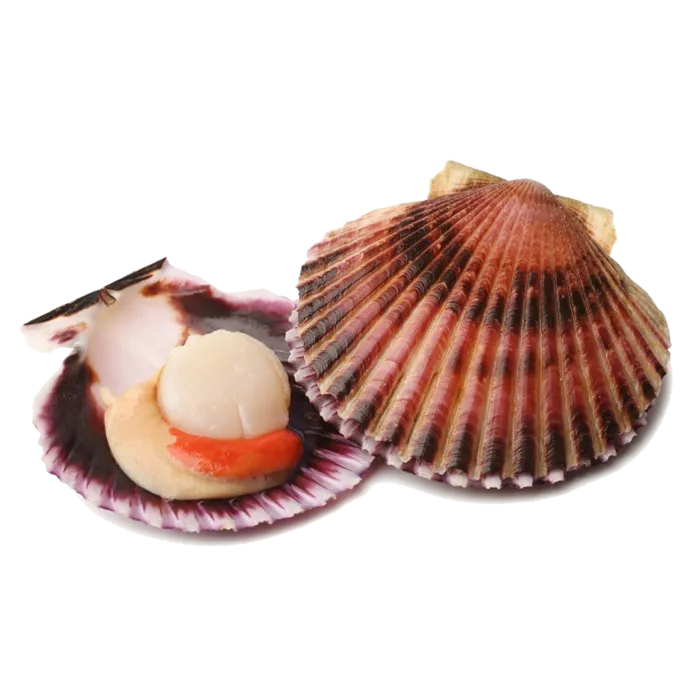 螺贝类带壳类(35)海鲜超市商品红酒白底图免抠实物摄影png格式图片透明底