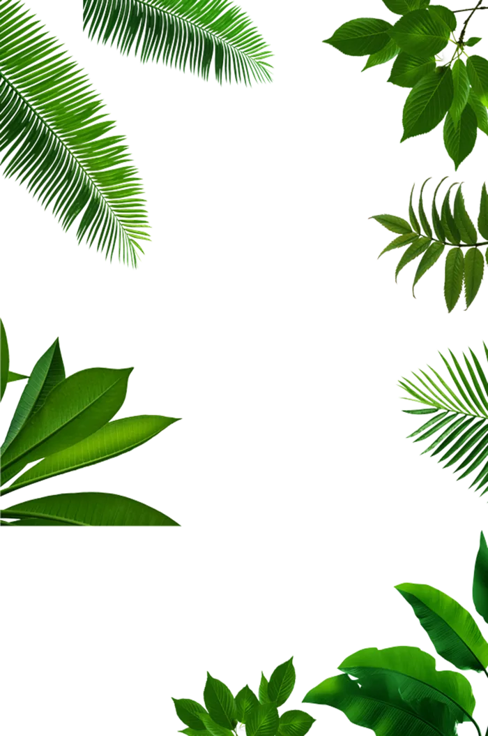 树木树枝树叶免扣素材