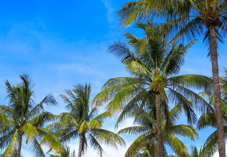 热带海滩棕榈树图片 热带海滩棕榈树图片