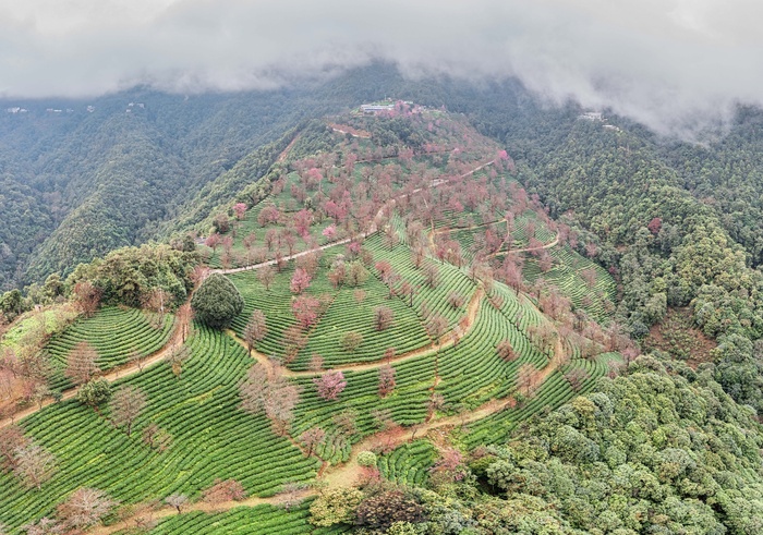 南涧无量山茶园