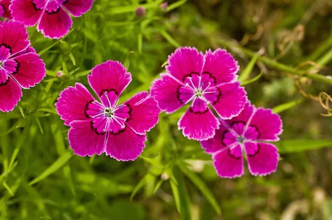 石竹花图片 石竹花图片