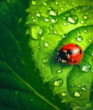 春夏天季节七星瓢虫昆虫绿叶，夏至摄影图