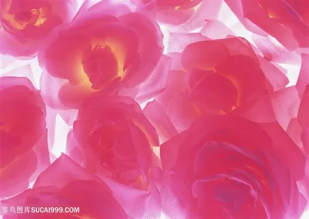 花团锦簇唯美花瓣 花团锦簇唯美花瓣