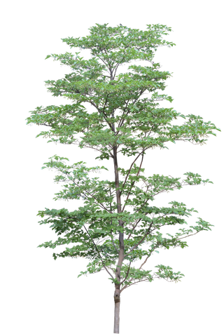 高清树木素材 免抠PSD植物素材 美术绘画园林贴图 树草灌木花草