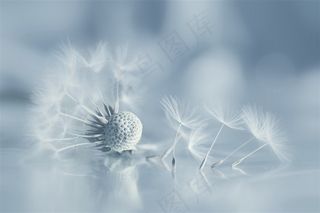 唯美纯白蒲公英鲜花图片