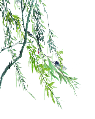 春天绿色春季水墨柳树柳条柳叶春季海报设计PNG免扣素材