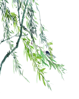 春天绿色春季水墨柳树柳条柳叶春季海报设计PNG免扣素材 春天绿色春季水墨柳树柳条柳叶春季海报设计PNG免扣素材