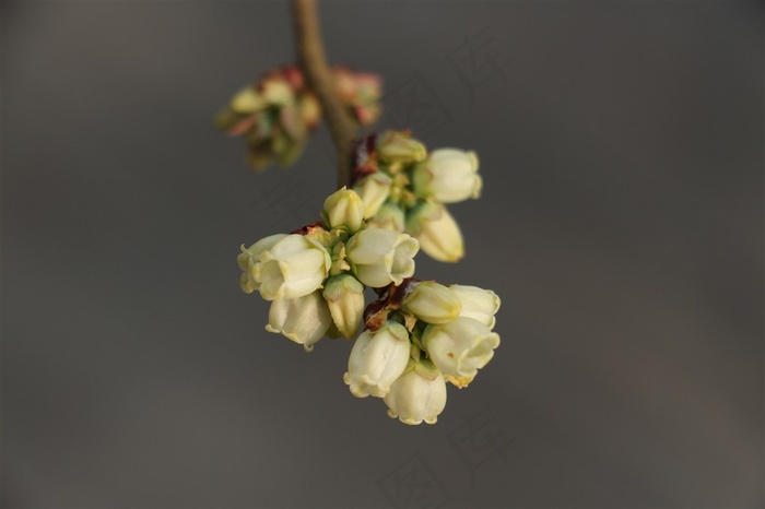 山东日照蓝莓湾蓝莓花