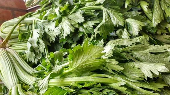 绿色芹菜图片 绿色芹菜图片