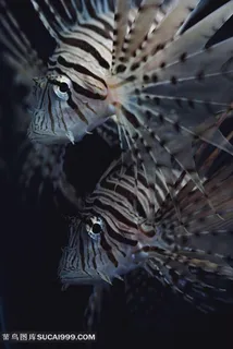 海洋里美丽的狮子鱼