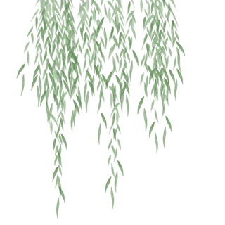 春天绿色春季水墨柳树柳条柳叶春季海报设计PNG免扣素材