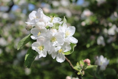 洁白苹果花图片 洁白苹果花图片