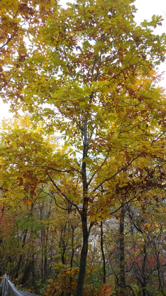 多姿多彩的树林图片