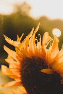 黄色向日葵摄影素材