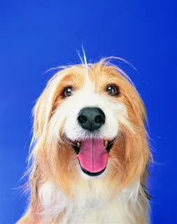 高清长毛狗狗图片