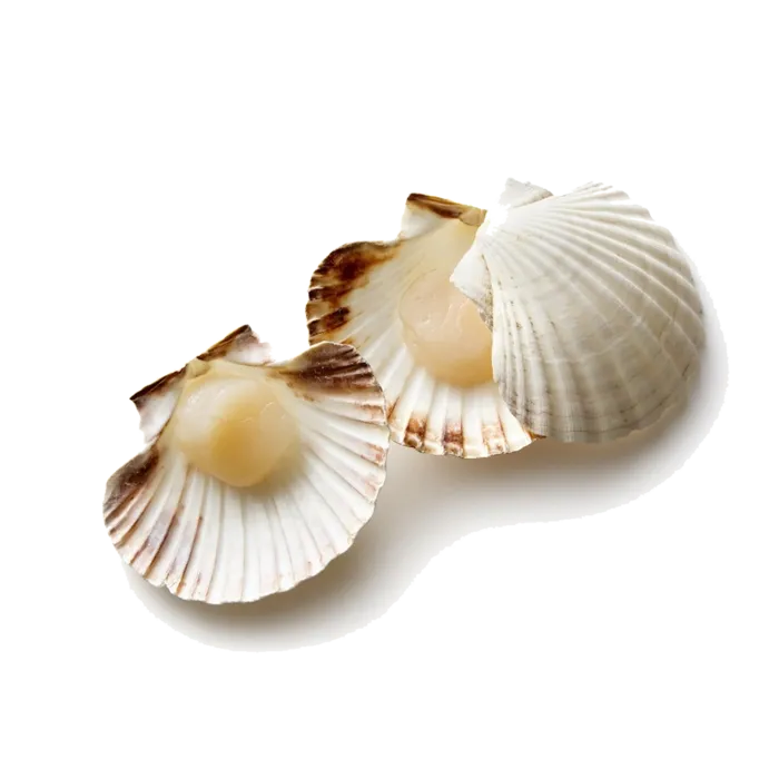 螺贝类带壳类(82)海鲜超市商品红酒白底图免抠实物摄影png格式图片透明底