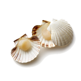 螺贝类带壳类(82)海鲜超市商品红酒白底图免抠实物摄影png格式图片透明底