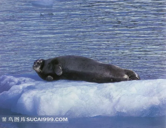 动物世界躺在冰上的海豹