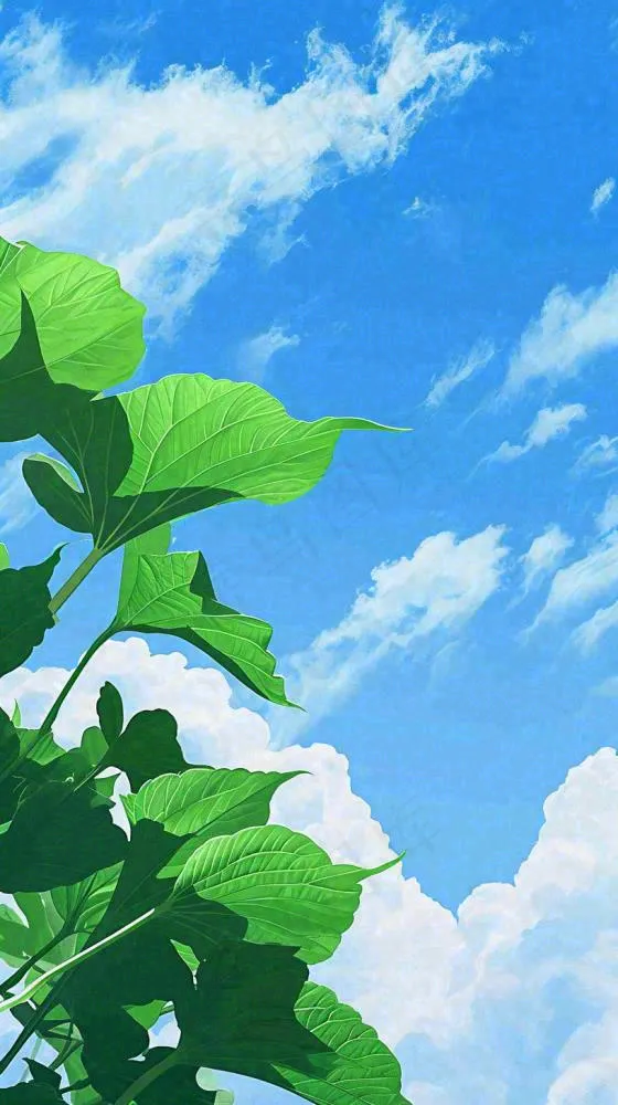 夏日荷叶绿色样式天空蓝天阳光清新白云，夏至小暑大暑处暑摄影图(816x1456)