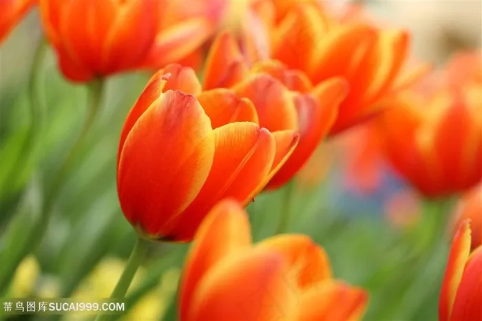 高清红色郁金香花海鲜花图片
