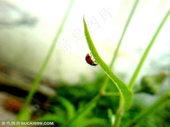 叶子上的瓢虫