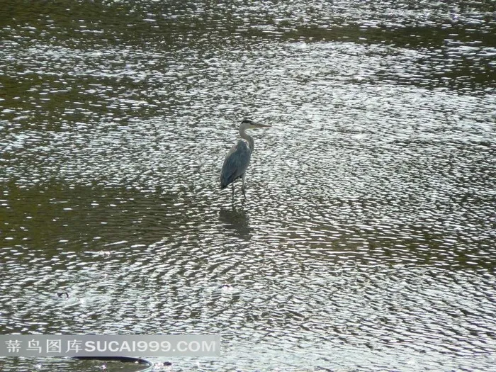 站在水中的水鸟
