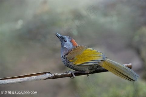 准备起飞的红头噪鹛鸟类图片