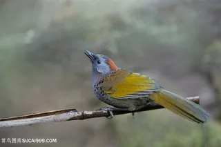 准备起飞的红头噪鹛鸟类图片