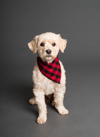 可爱小狗狗狗摄影素材