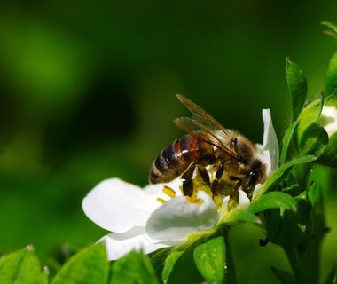 大自然白色花朵上的昆虫