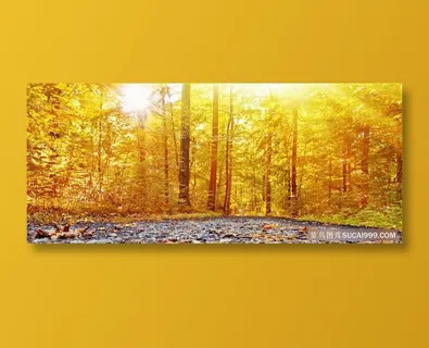 唯美树林高清风景图片