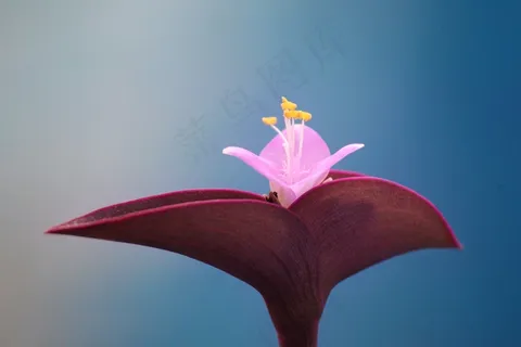 紫竹梅图片 紫竹梅图片