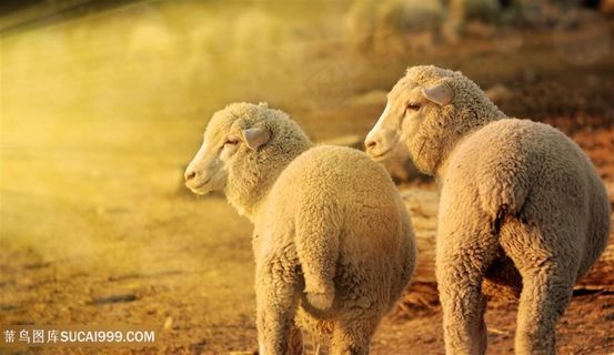 两只绵羊侧头凝视前方高清摄影