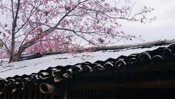 粉色樱花老房子对比